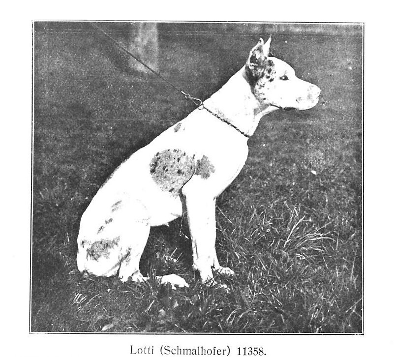 Lotti